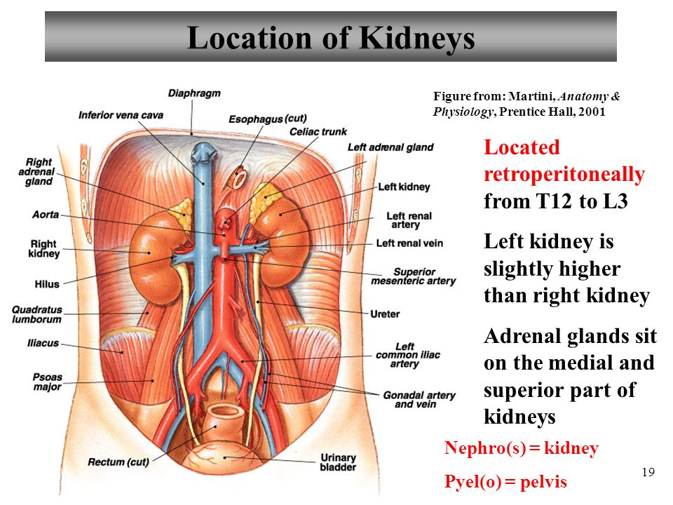 19 Location of Kidneys Figure from: Martini, Anatomy & Physiology, Pren...