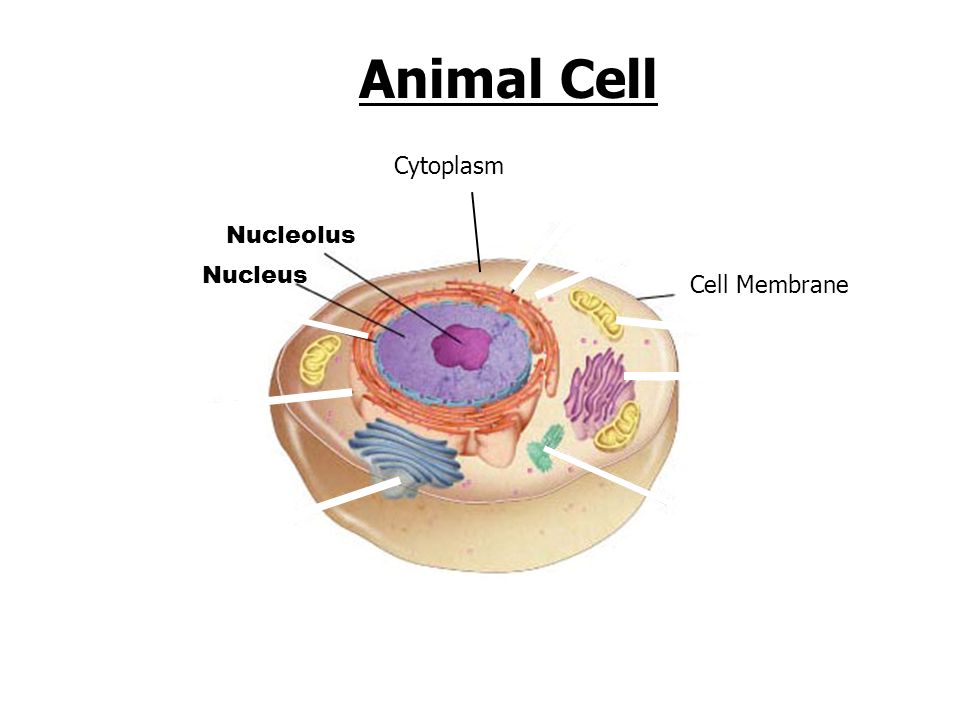 Parts of the Cell. Go to Section: Animal Cell Nucleus Nucleolus Cell  Membrane Cytoplasm. - ppt download