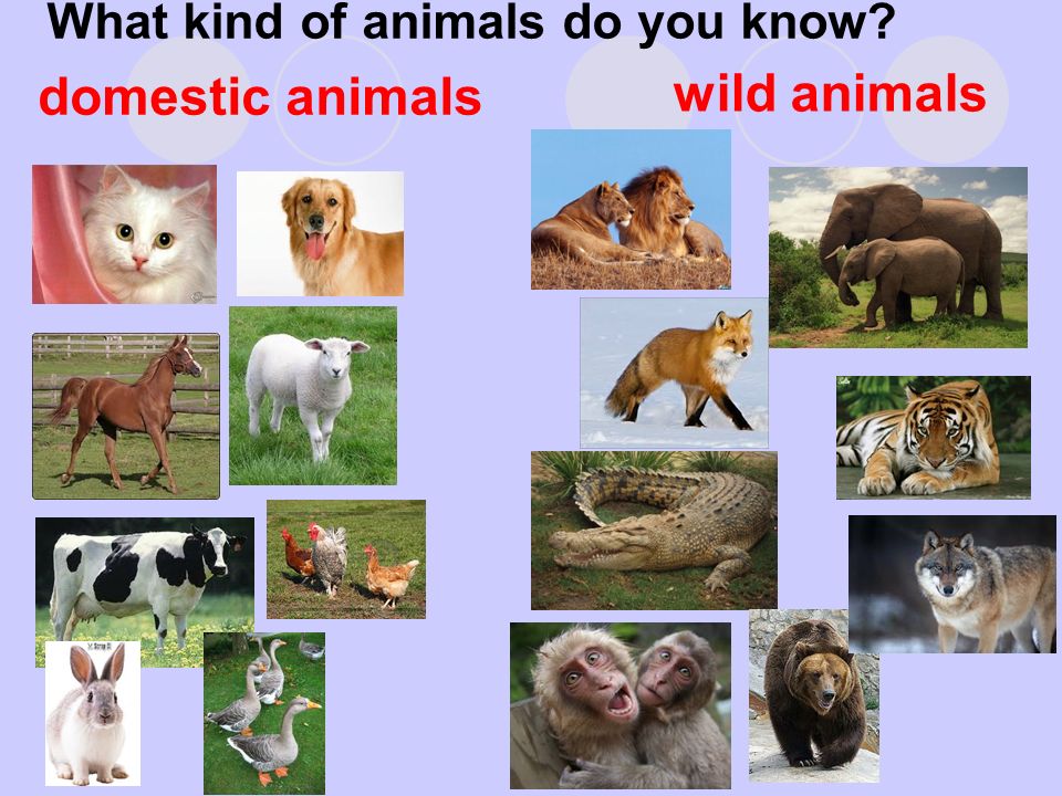 Do you like animals. Animals презентация. Wild animals and domestic animals. Wild animals животные презентация. Домашние животные на английском языке презентация.