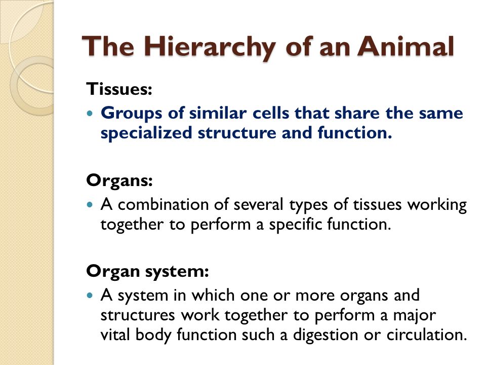 Specialized Plant and Animal Tissues 2 Lesson 7 October 7 th, ppt download