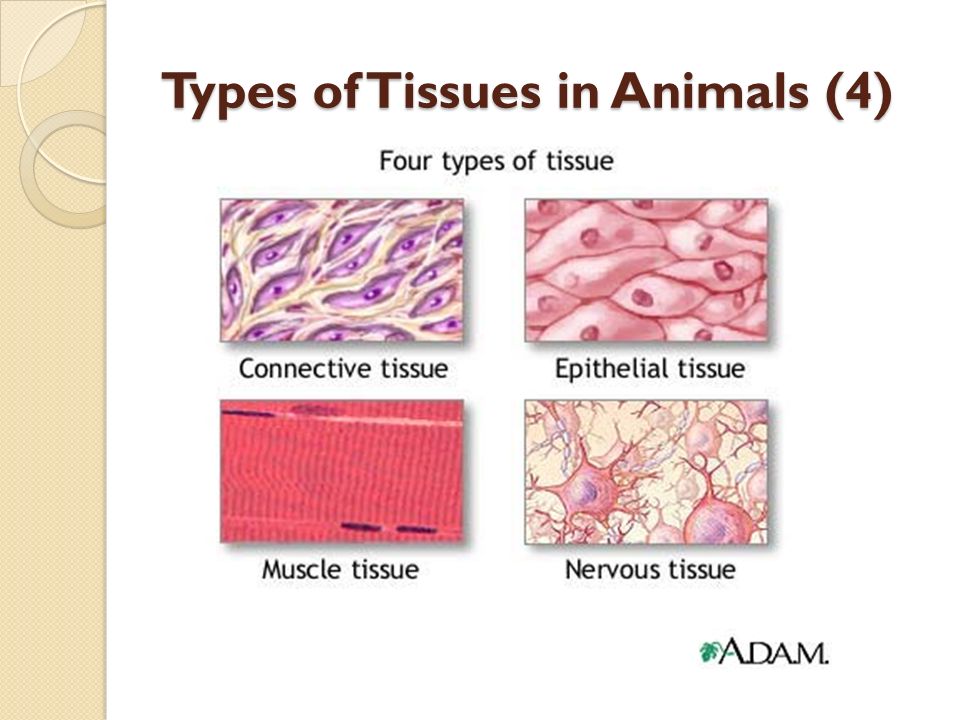 Specialized Plant and Animal Tissues 2 Lesson 7 October 7 th, ppt download