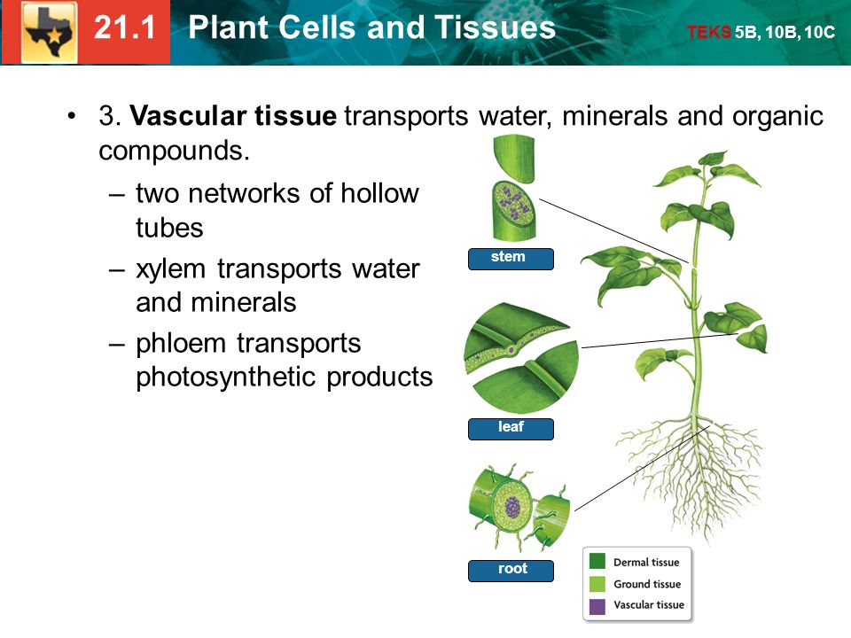 21.1 Plant Cells and Tissues TEKS 5B, 10B, 10C KEY CONCEPT Plants have  specialized cells and tissue systems. - ppt download