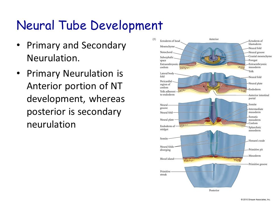 secondary neurulation