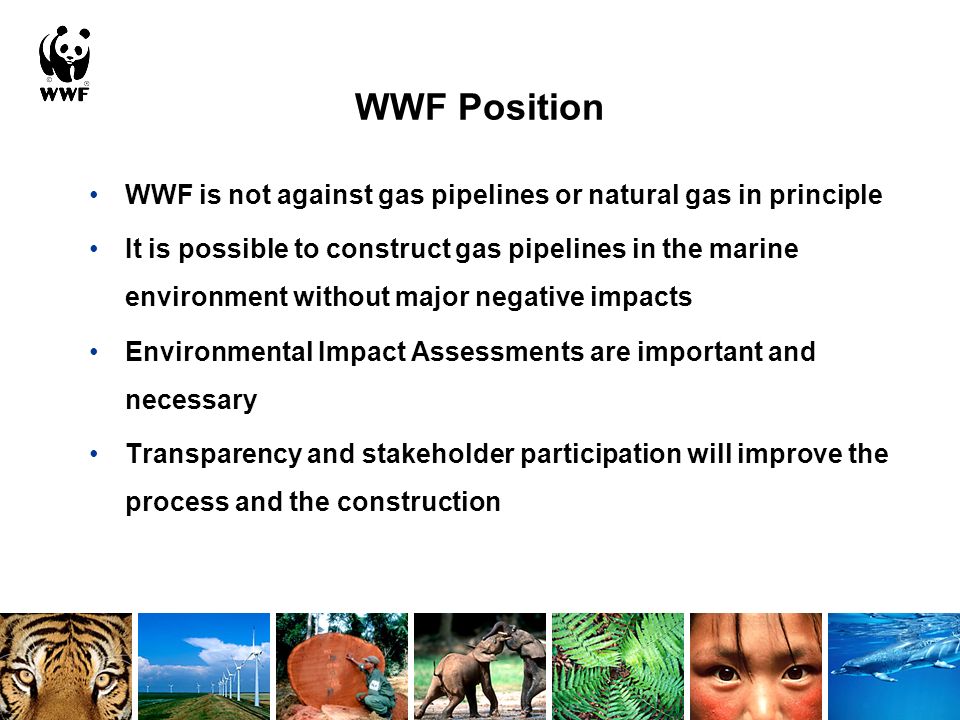 WWF Position WWF is not against gas pipelines or natural gas in principle It is possible to construct gas pipelines in the marine environment without major negative impacts Environmental Impact Assessments are important and necessary Transparency and stakeholder participation will improve the process and the construction