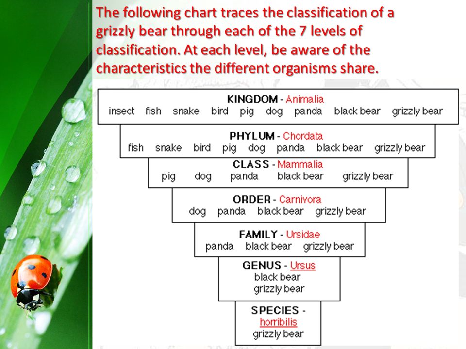 Levels Of Classification Chart