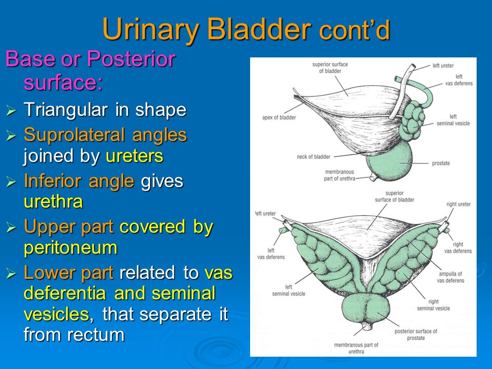 Male genital