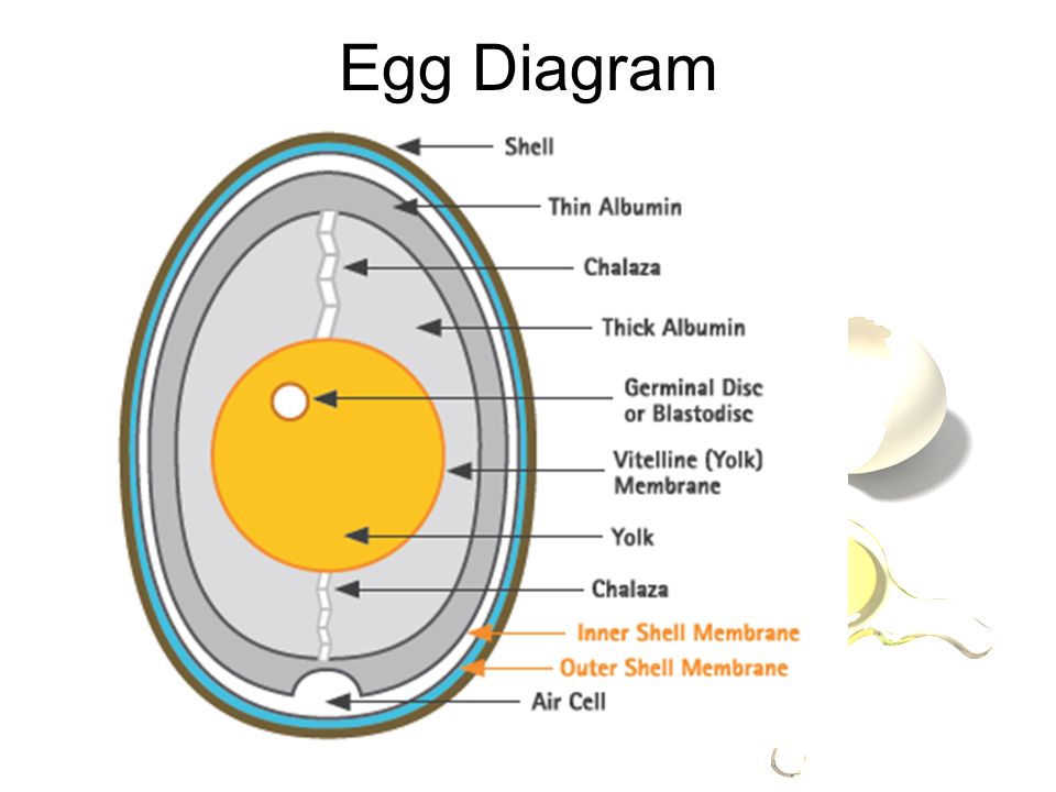 Eggs. Egg Diagram Is there a quality difference between large and jumbo eggs?  Eggs are sized by their weight Medium, Large, and Ex Large are standard. -  ppt download