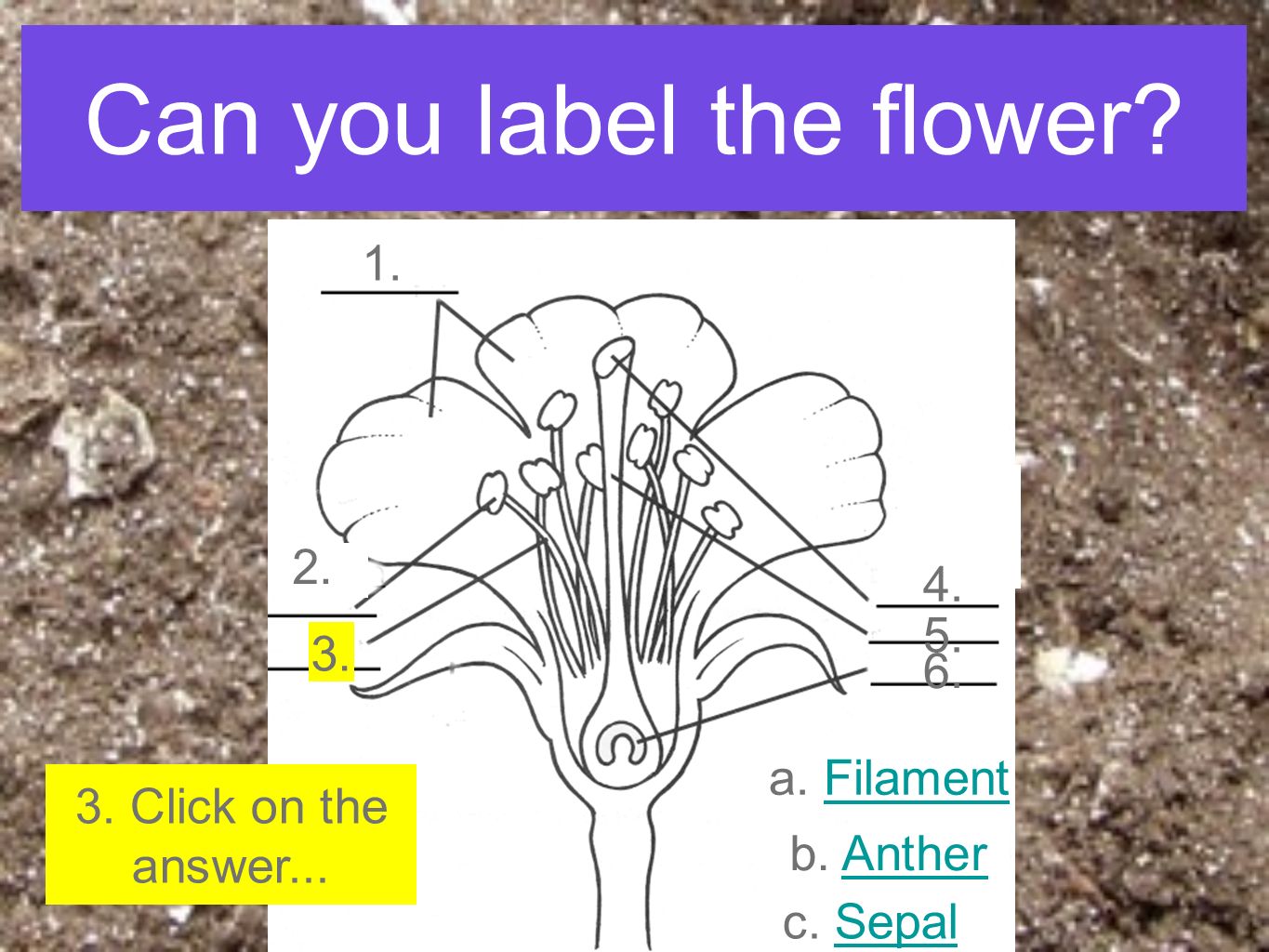 Can you label the flower