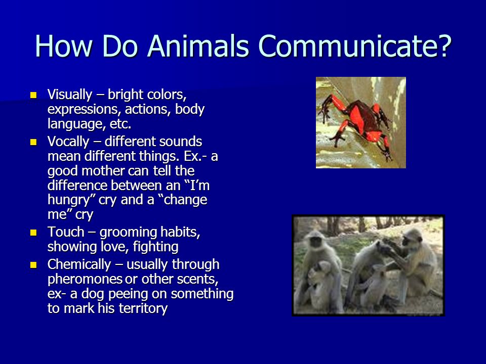 Animal Behavior Nature vs. Nurture Instinct vs. Learning Communication  Social Behavior Anthropomorphism. - ppt download
