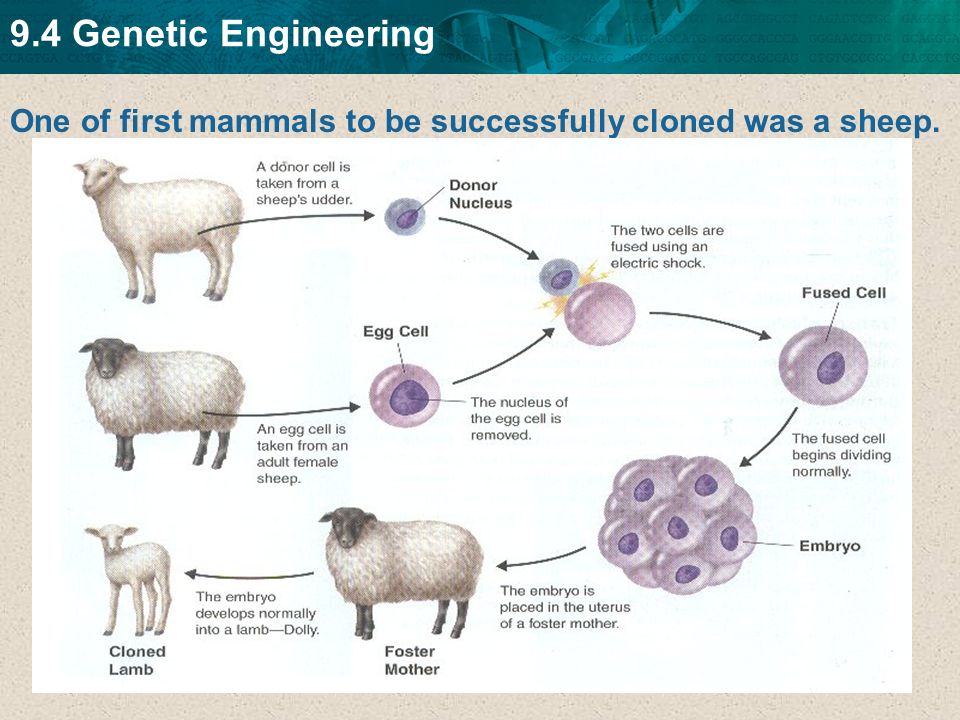 9.4 Genetic Engineering One of first mammals to be successfully cloned was ...