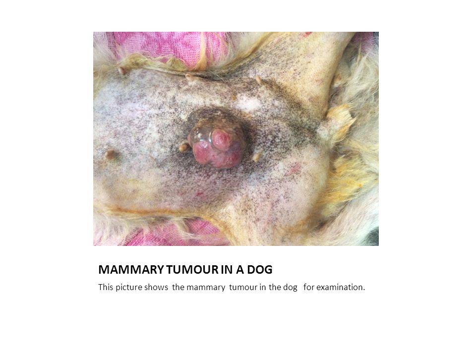 MAMMARY TUMOUR IN A DOG This picture shows the mammary tumour in the dog for examination.