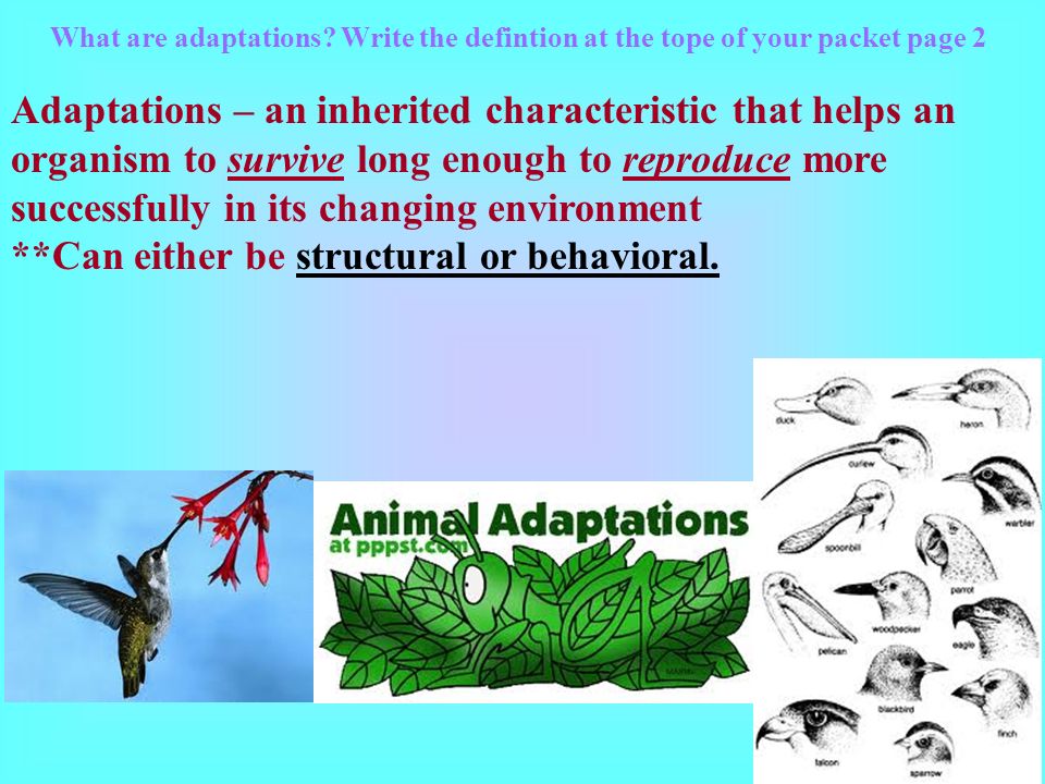 CHARACTERISTICS OF LIFE All living things change to fit their environment ADAPTATIONS!!!!!!!! - ppt download