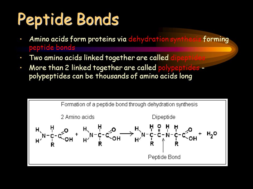 Peptide Bonds Amino acids form proteins via dehydration synthesis forming peptide bonds Two amino acids linked together are called dipeptides More than 2 linked together are called polypeptides - polypeptides can be thousands of amino acids long