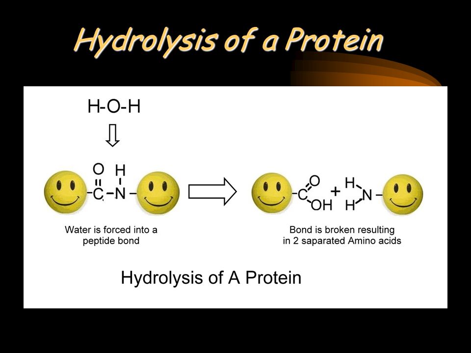 Hydrolysis of a Protein