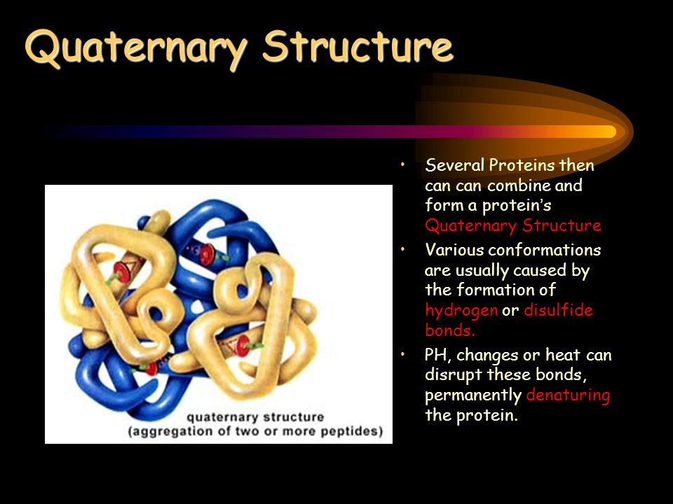 Quaternary Structure Several Proteins then can can combine and form a protein’s Quaternary Structure Various conformations are usually caused by the formation of hydrogen or disulfide bonds.