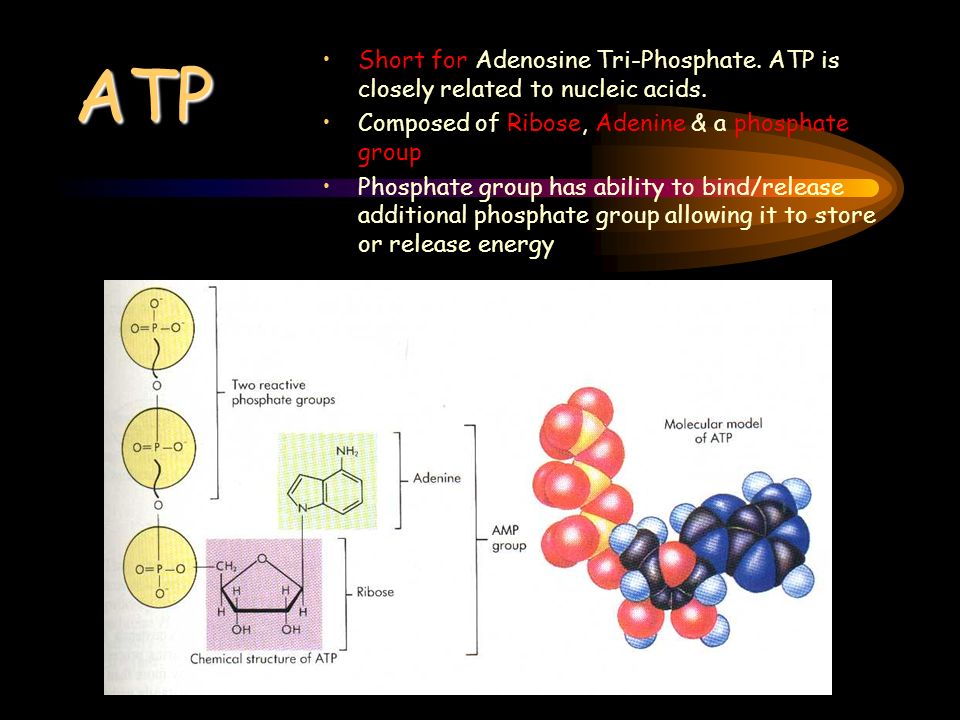 ATP Short for Adenosine Tri-Phosphate. ATP is closely related to nucleic acids.