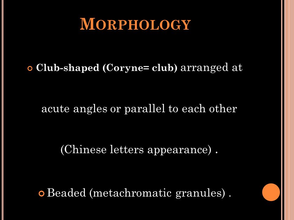 M ORPHOLOGY Club-shaped (Coryne= club) arranged at acute angles or parallel to each other (Chinese letters appearance).