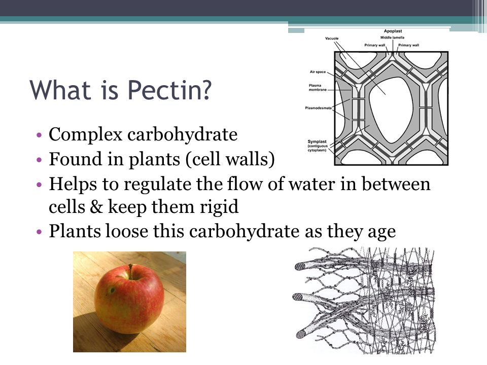 Carbohydrates Pectin What Is Pectin Complex Carbohydrate Found In Plants Cell Walls Helps To Regulate The Flow Of Water In Between Cells Keep Them Ppt Download,Tulip Trees In Fall