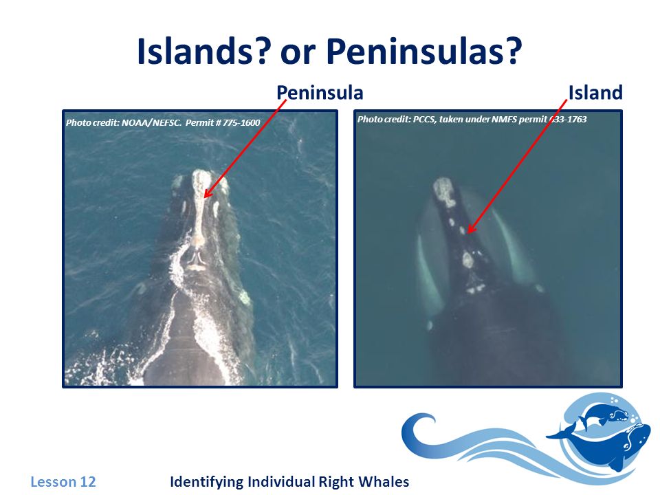 Lesson 12 Identifying Individual Right Whales Islands.