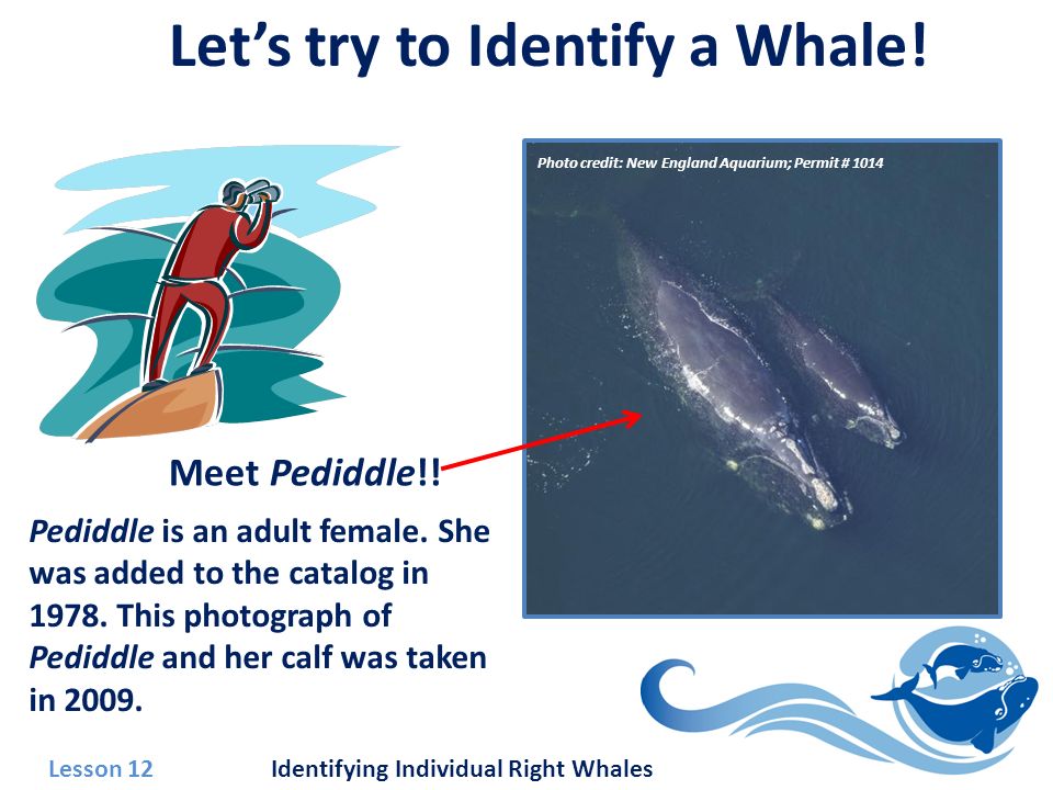 Lesson 12 Identifying Individual Right Whales Let’s try to Identify a Whale.