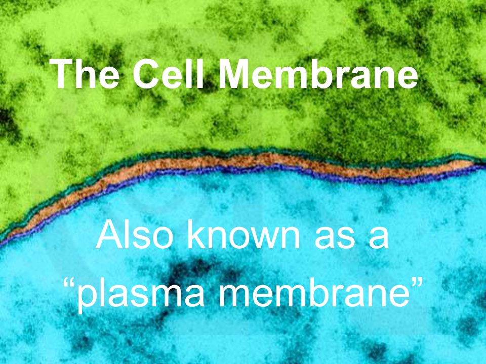 The Cell Membrane Also known as a plasma membrane