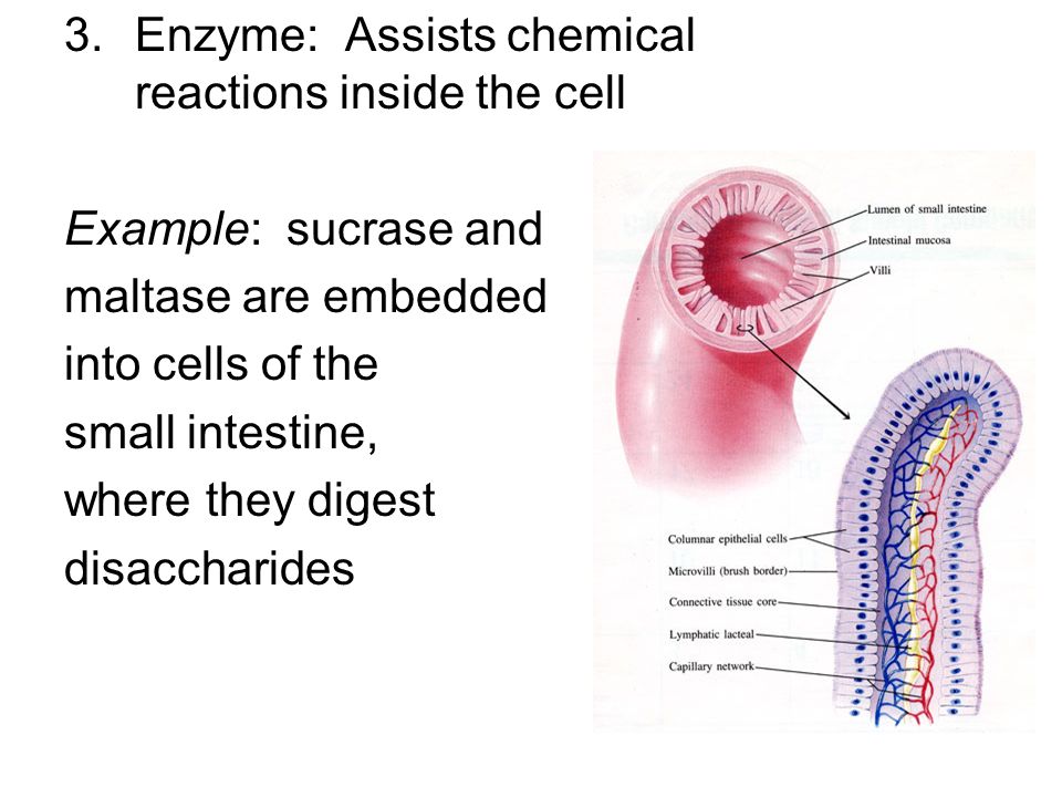 3.Enzyme: Assists chemical reactions inside the cell Example: sucrase and maltase are embedded into cells of the small intestine, where they digest disaccharides