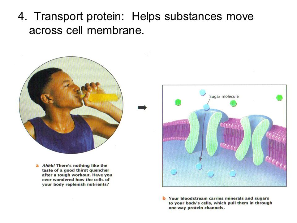 4. Transport protein: Helps substances move across cell membrane.