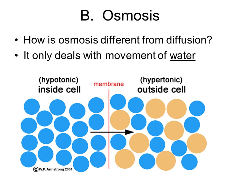B. Osmosis How is osmosis different from diffusion It only deals with movement of water