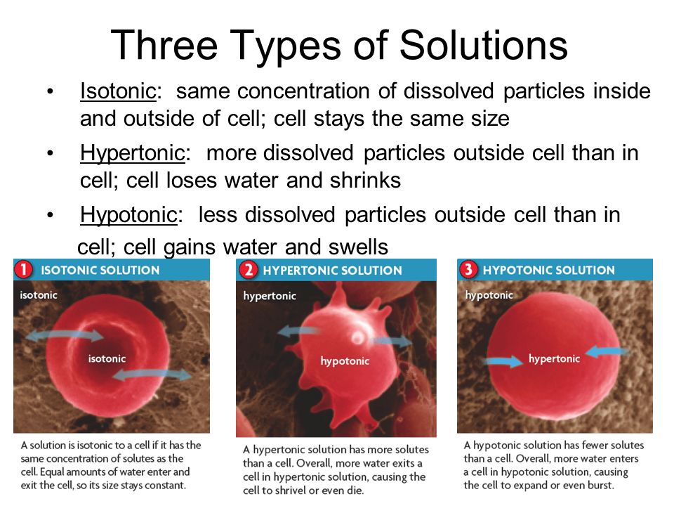 Isotonic: same concentration of dissolved particles inside and outside of cell; cell stays the same size Three Types of Solutions Hypotonic: less dissolved particles outside cell than in cell; cell gains water and swells Hypertonic: more dissolved particles outside cell than in cell; cell loses water and shrinks