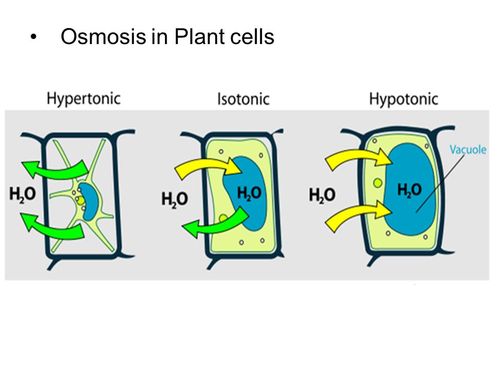 Osmosis in Plant cells