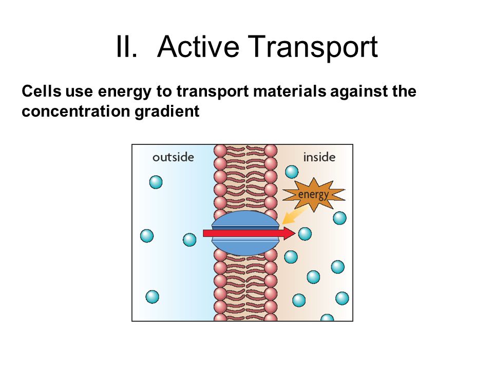 Cells use energy to transport materials against the concentration gradient II. Active Transport