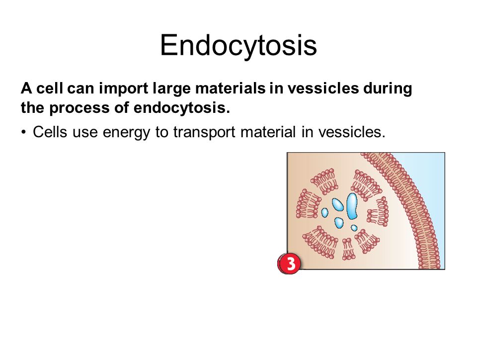 A cell can import large materials in vessicles during the process of endocytosis.
