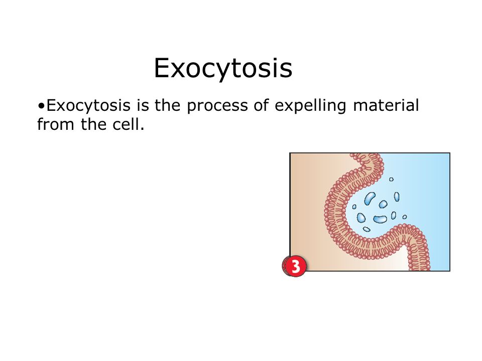 Exocytosis Exocytosis is the process of expelling material from the cell.