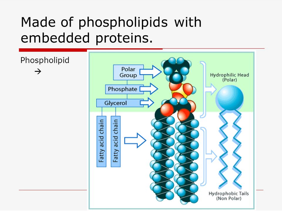 Made of phospholipids with embedded proteins. Phospholipid 