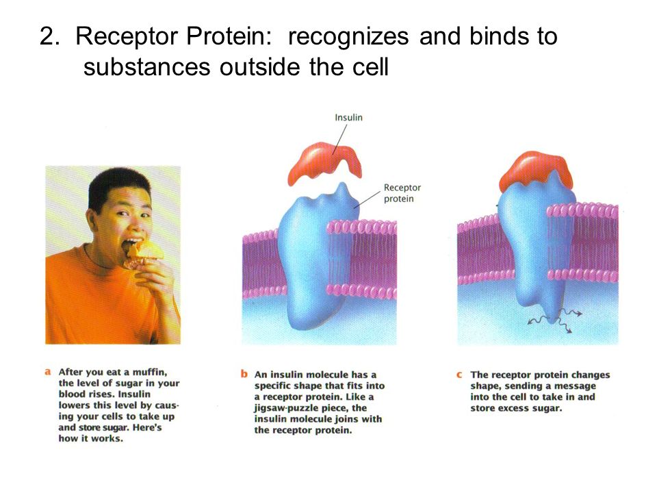 2. Receptor Protein: recognizes and binds to substances outside the cell