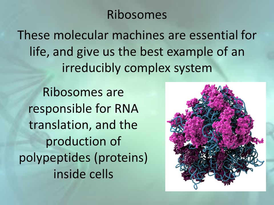Translation through ribosomes,  amazing nano machines Slide_11