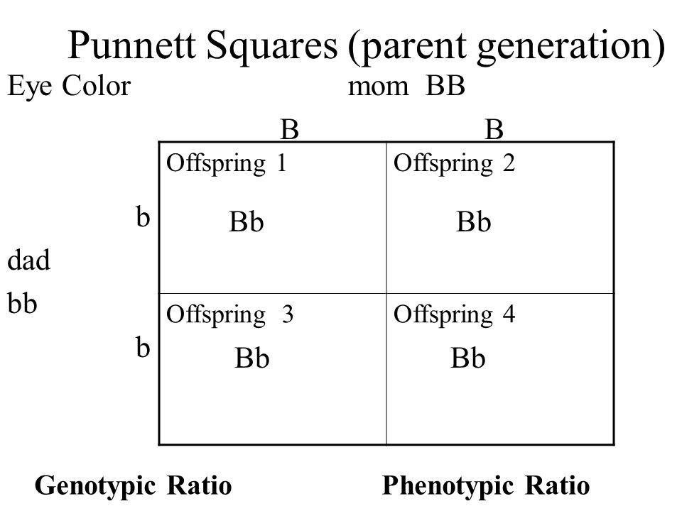 Phenotype Ratio Example