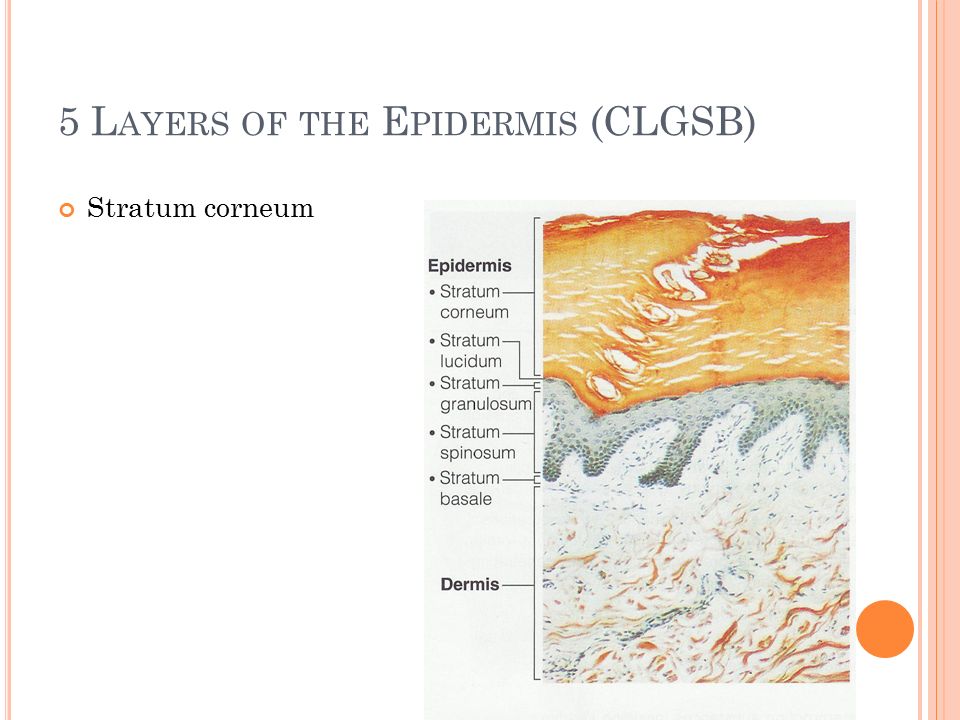 5 L AYERS OF THE E PIDERMIS (CLGSB) Stratum corneum