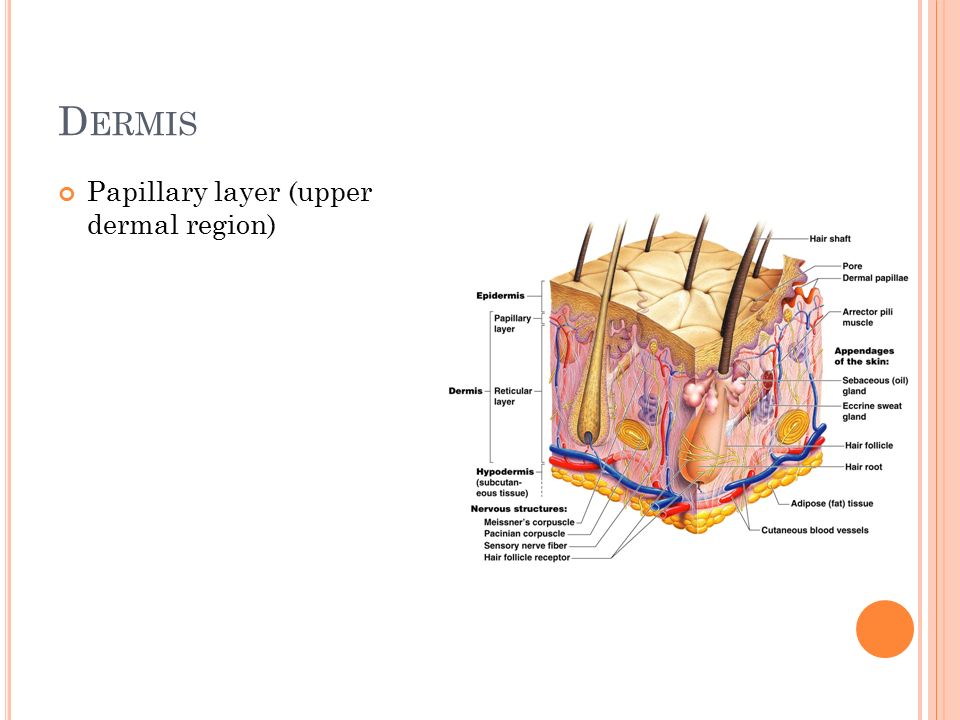D ERMIS Papillary layer (upper dermal region)