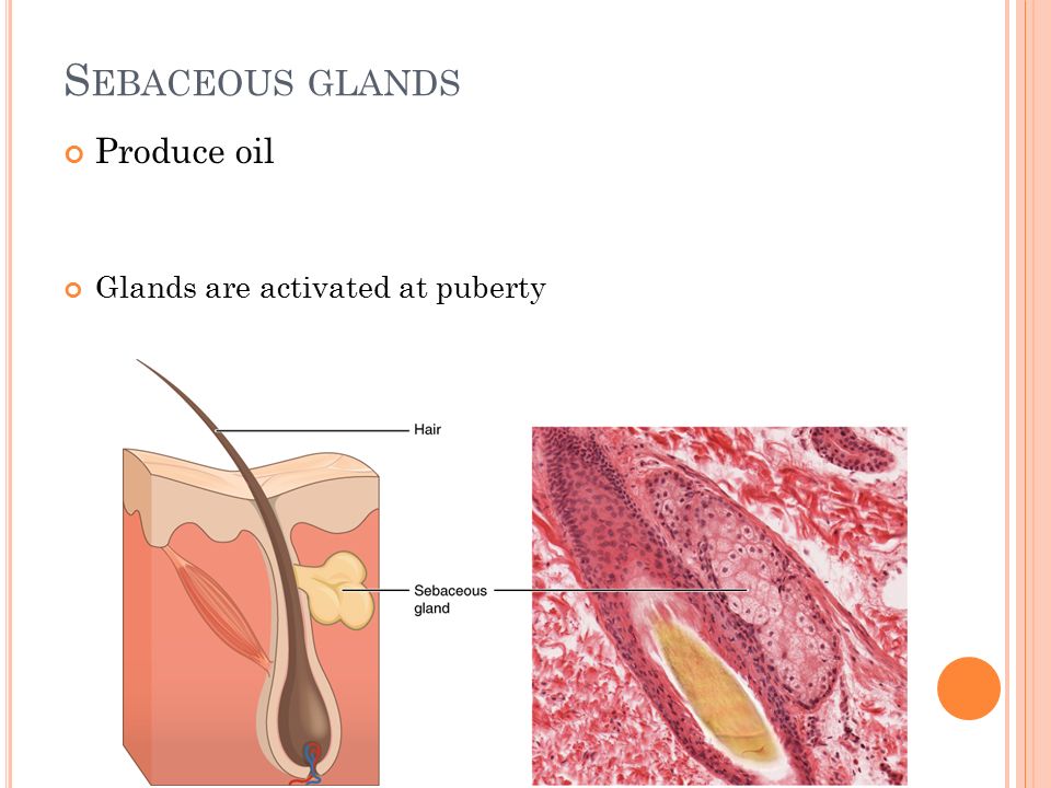 S EBACEOUS GLANDS Produce oil Glands are activated at puberty