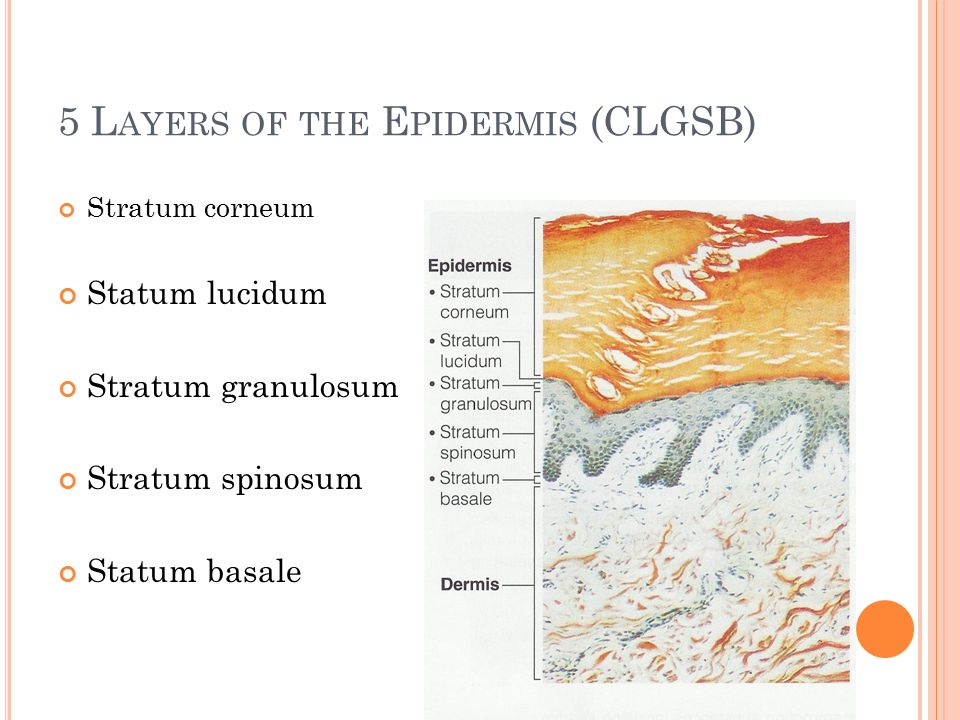 5 L AYERS OF THE E PIDERMIS (CLGSB) Stratum corneum Statum lucidum Stratum granulosum Stratum spinosum Statum basale