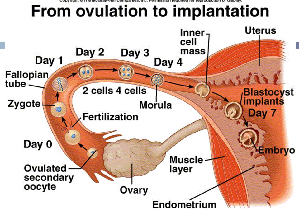 Беременность после первого полового акта. Этапы оплодотворения яйцеклетки у человека по дням. Оплодотворение в маточной трубе. Путь яйцеклетки в матку схема. Путь оплодотворенной яйцеклетки в матку по дням.