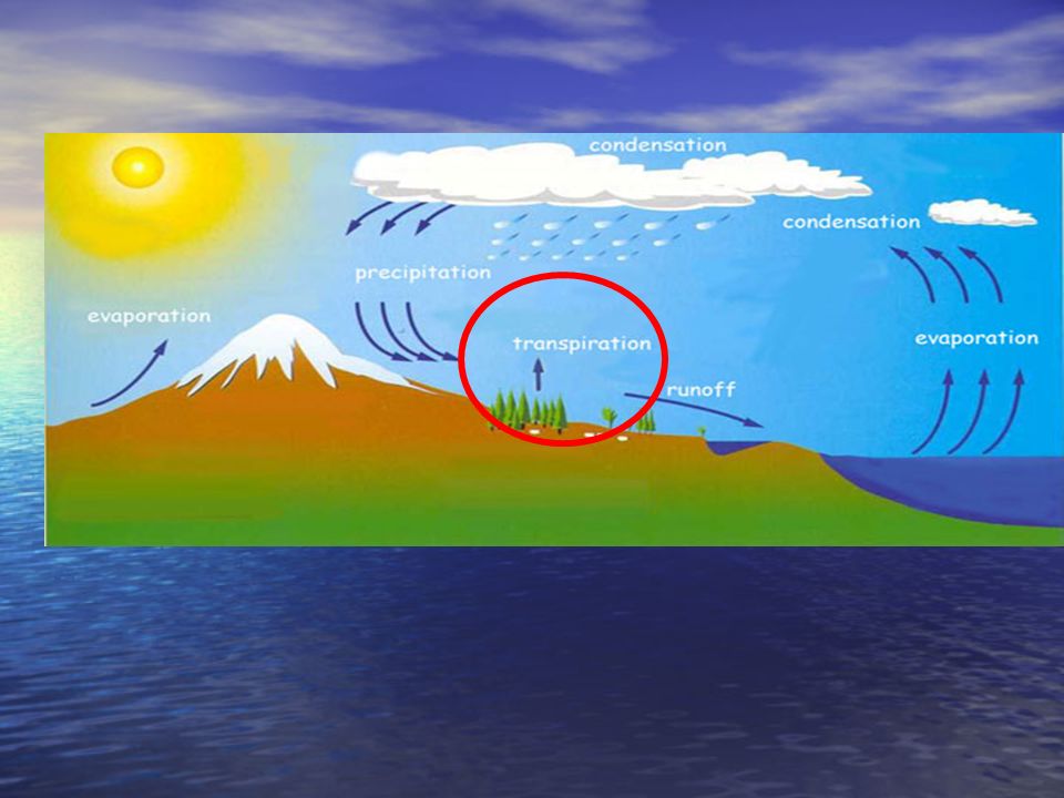 During part of the water cycle, the sun heats up water and changes it to a gas by the process of evaporation.