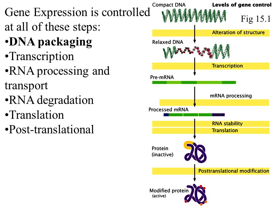 Транскрипция процессинг РНК. Процессинг РНК этапы. Процессинг ДНК. Процессинг РНК это в биологии.