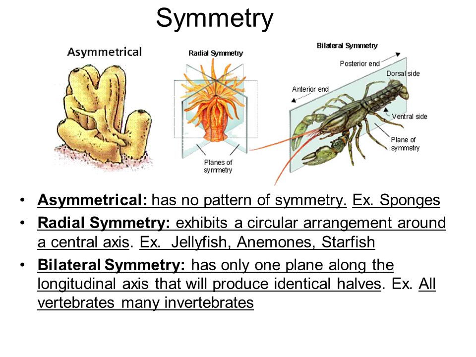 ANIMAL KINGDOM. On the front of your Animal Kingdom Book Write Title: Animal  Kingdom Book Write Different Types of Symmetry with definitions and  Pictures. - ppt download
