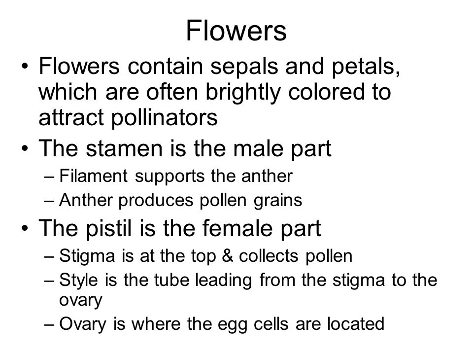 Flowers Flowers contain sepals and petals, which are often brightly colored to attract pollinators The stamen is the male part –Filament supports the anther –Anther produces pollen grains The pistil is the female part –Stigma is at the top & collects pollen –Style is the tube leading from the stigma to the ovary –Ovary is where the egg cells are located