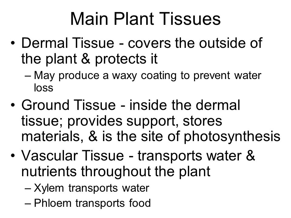 Main Plant Tissues Dermal Tissue - covers the outside of the plant & protects it –May produce a waxy coating to prevent water loss Ground Tissue - inside the dermal tissue; provides support, stores materials, & is the site of photosynthesis Vascular Tissue - transports water & nutrients throughout the plant –Xylem transports water –Phloem transports food