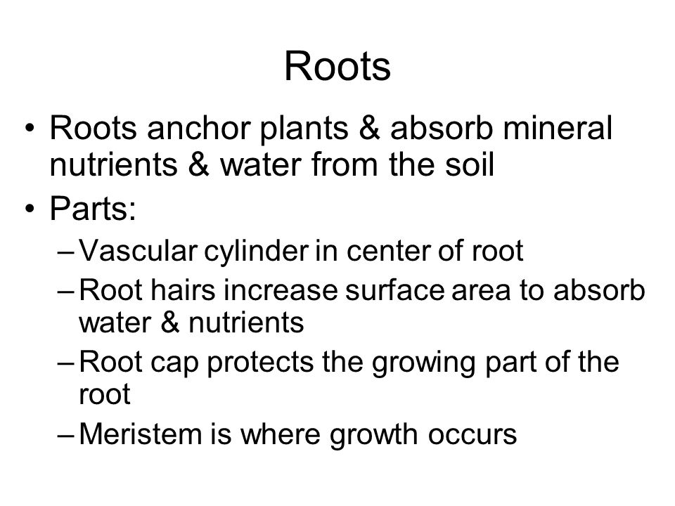Roots Roots anchor plants & absorb mineral nutrients & water from the soil Parts: –Vascular cylinder in center of root –Root hairs increase surface area to absorb water & nutrients –Root cap protects the growing part of the root –Meristem is where growth occurs
