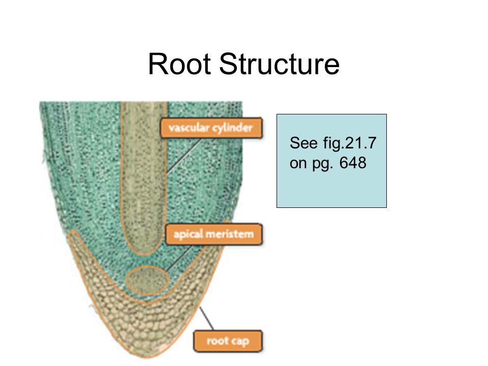 Root Structure See fig.21.7 on pg. 648