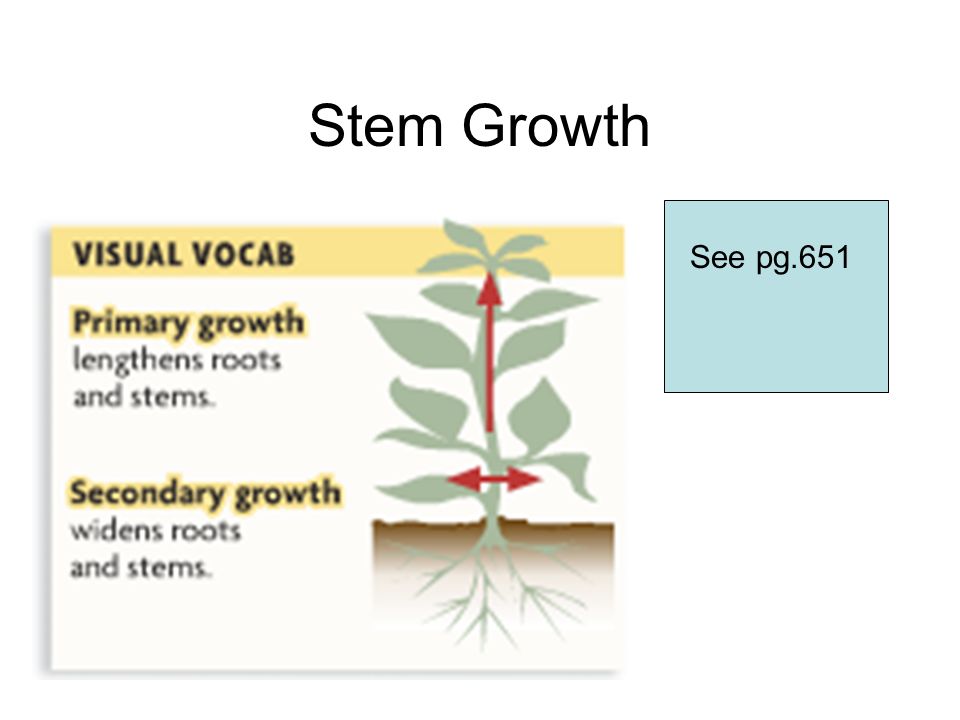 Stem Growth See pg.651